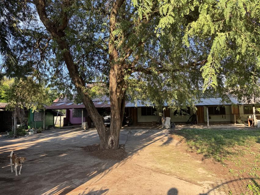 ขายบ้านพร้อมที่ดิน 1ไร่กว่าๆ อ.เมือง จ.เลย 7