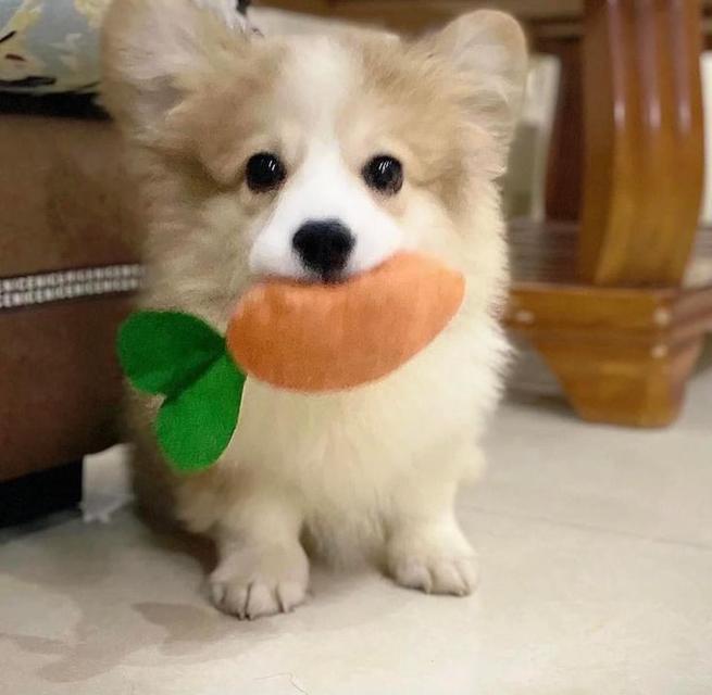 พร้อมขาย สุนัขคอร์กี้ สีส้มขาว 3