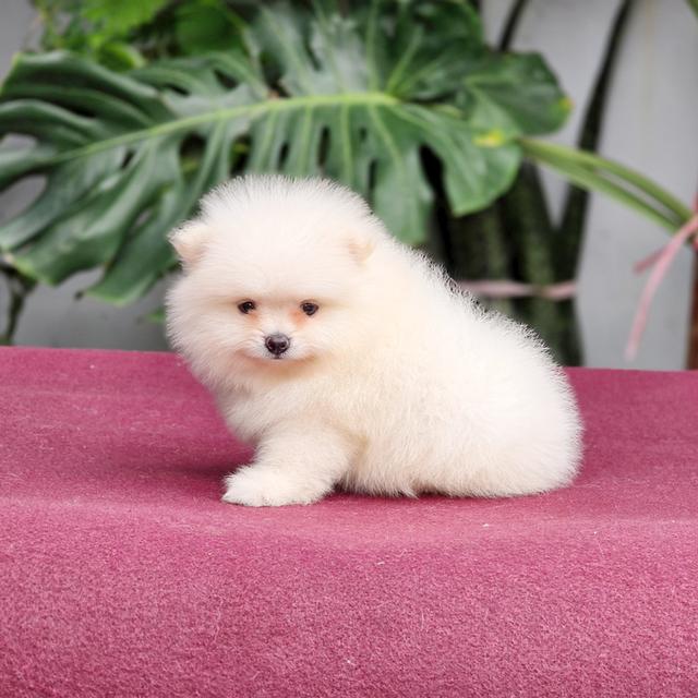Pomeranianสีขาวหน้าหมีเพศผู้วัคซีนแล้วพร้อมย้ายบ้านมีบริการจัดส่งเก็บปลายทาง