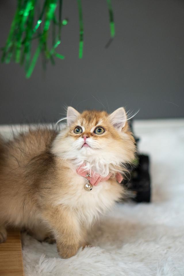 เด็กหญิงบริติช ลองแฮร์ (British Longhair)