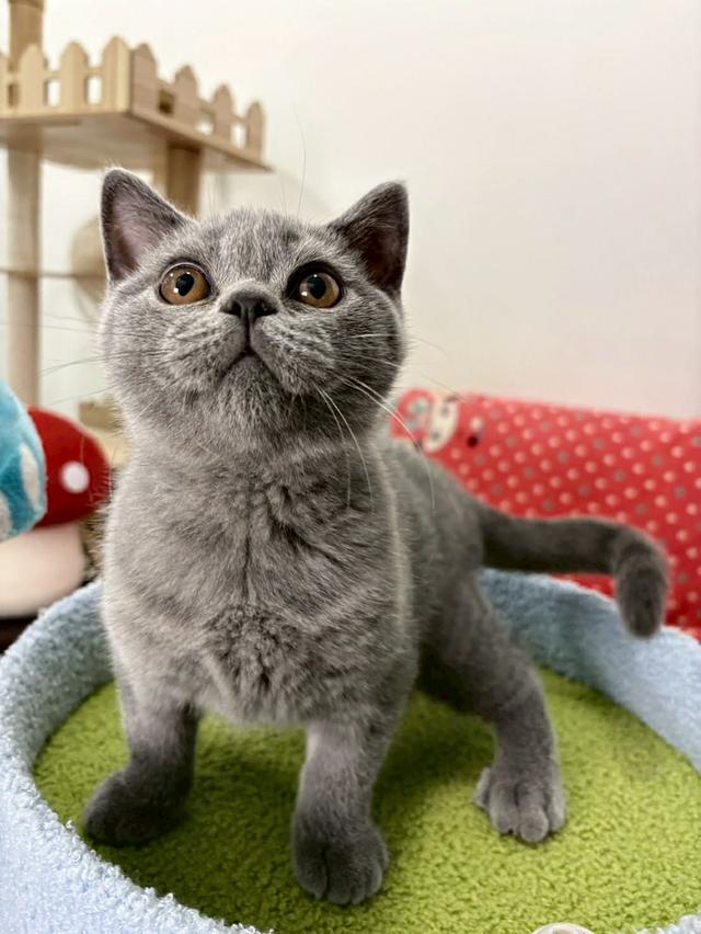 British Shorthair พร้อมใบ WCF ดช