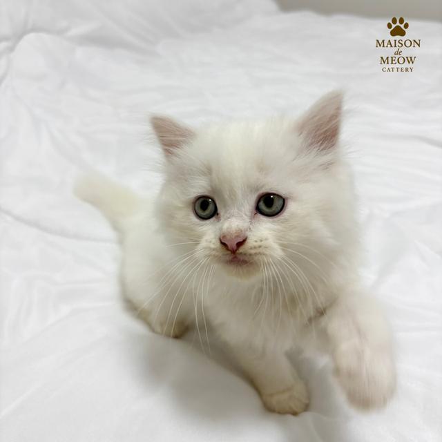 ❌ได้บ้านแล้ว เปอร์เซียแท้ ขาว/ส้ม พร้อมย้าย 8