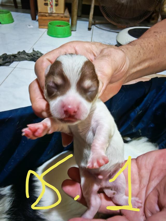 ขายลูกชิวาวา (ลูกหมาเลี้ยงบ้าน) 8