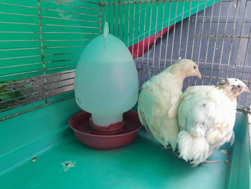 นกกระทาเท็กซัส (เนื้อ)