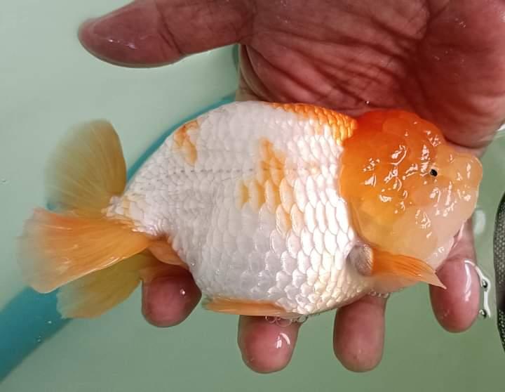 ปลาทองสีสวยสีขาวส้ม