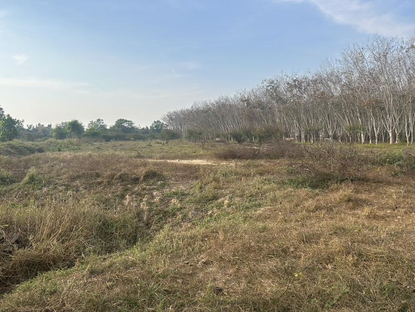 ขายที่ดินว่างเปล่าเหมาะสำหรับปลูกผลไม้ในอำเภอแกลงจังหวัดระยอง 2