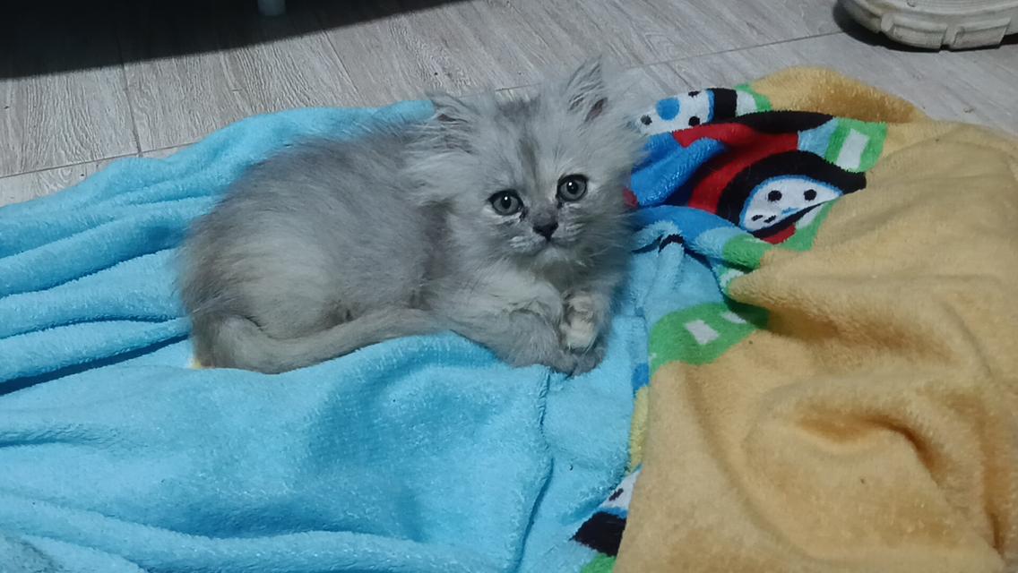 ลูกแมวเปอร์เซีย แท้ๆๆ นนทบุรี รูปที่ 11