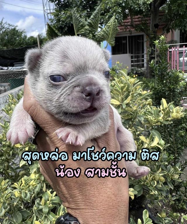 เฟรนช์บลูด็อก ไลแลคเมอร์แทน ไลแลคแทน 