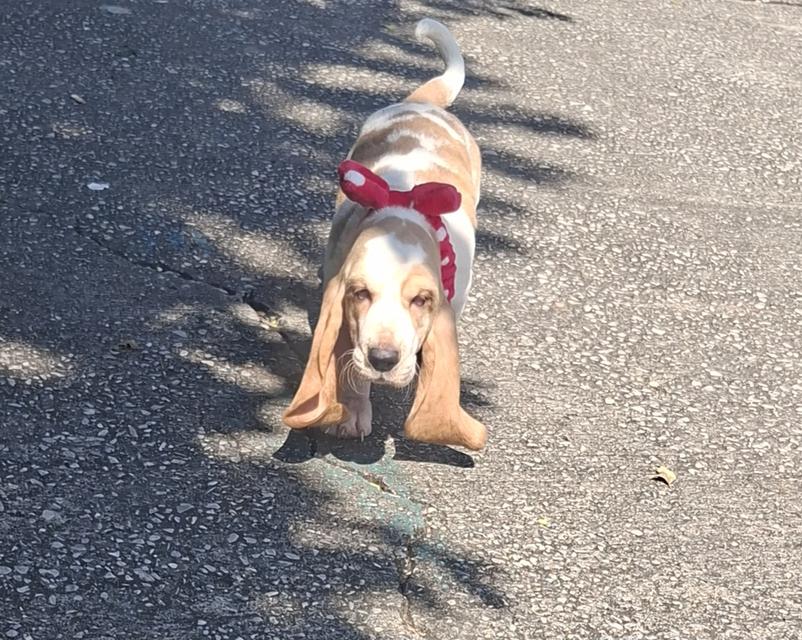 บาสเซ็ตฮาว์ดใบเพ็ดสมาคมพัฒนาพันธุ์สุนัข 6