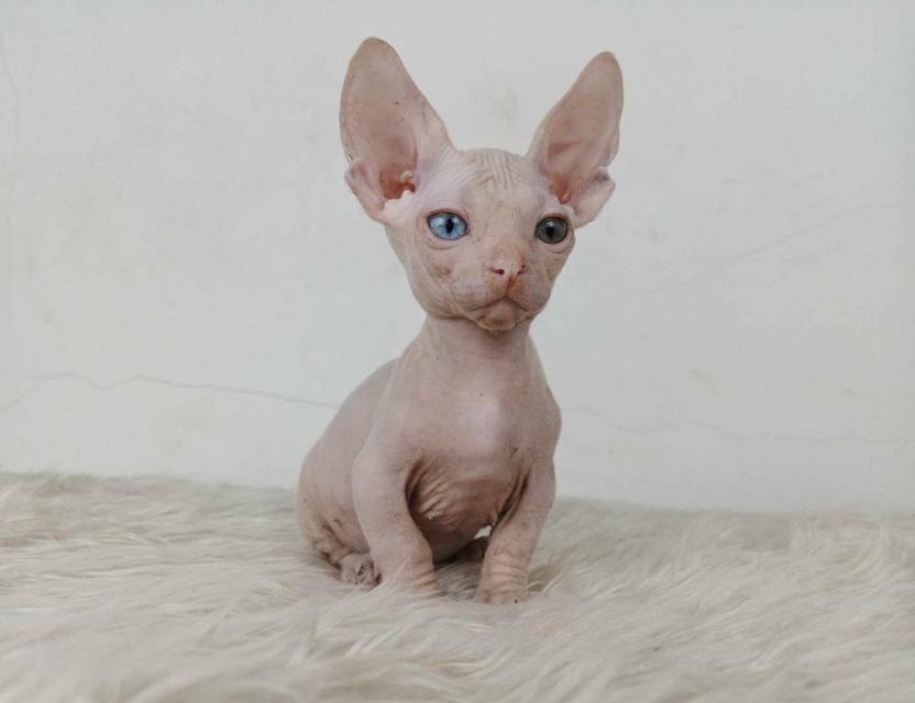 34.แมวแบมบิโน่/เพศผู้ หาบ้าน Bambino Cat/Male looking for a new home ตาสองสี/Odd-eyed