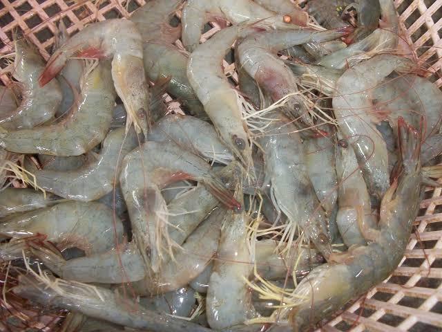 กุ้งขาว เลี้ยงในบ่อ  1