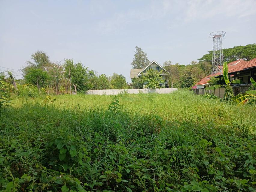 ขายที่ดินโซนด้านหลังโรงเรียนวารีเชียงใหม่ เดินทางสะดวก เข้า-ออกได้หลายทาง บรรยากาศร่มรื่น เงียบสงบ เพียงตารางวาละ 24,725 บาท 16