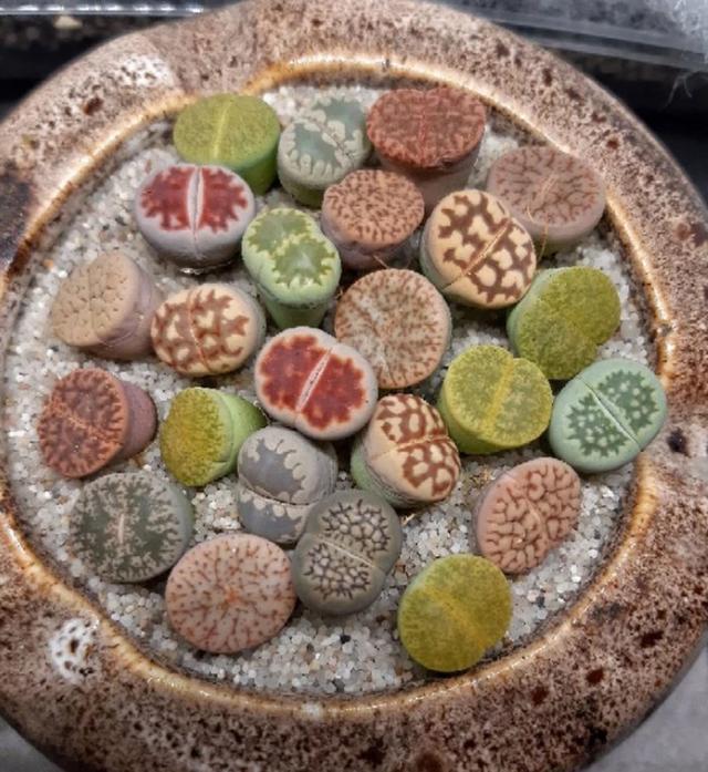 ขายต้นไม้ lithops