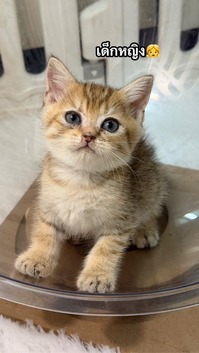 ลูกแมวบริติชช็อตแฮร์