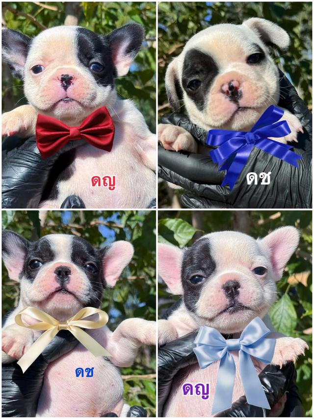 สุนัขพันธุ์เฟรนช์บลูด็อกแท้