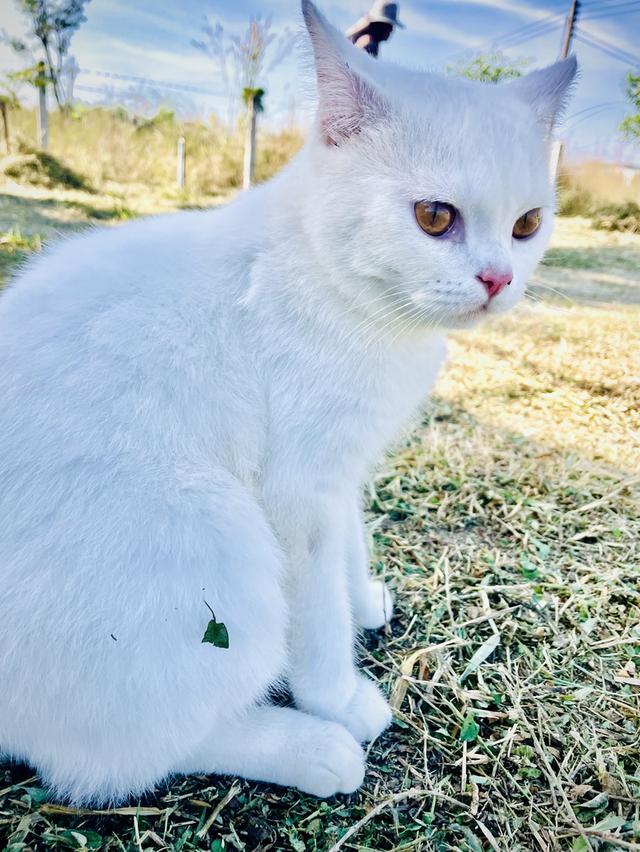 แมวสายพันธุ์ขาวมณี(The White Pearl),แมวสายพันธุ์สก็อตติชโฟลด์(Scottish fold) 6