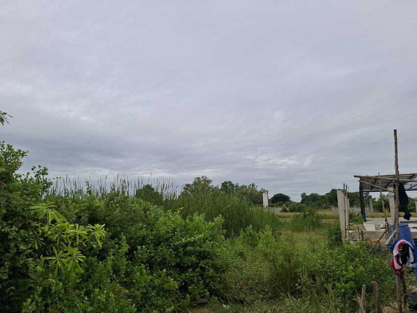 ขายที่ดินนครปฐม ถ.มาลัยแมน ต.ลำพยา อ.เมือง ราคาถูกทำเลทอง 5