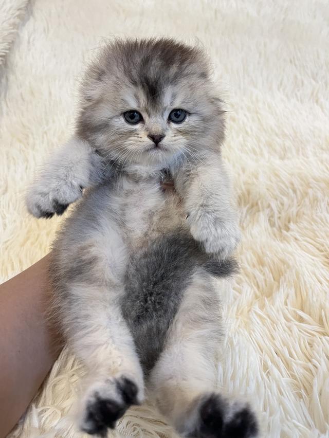 แมว สก๊อตติชแท้หูพับ ดญ 😁🔥🔥🔥🔥 4