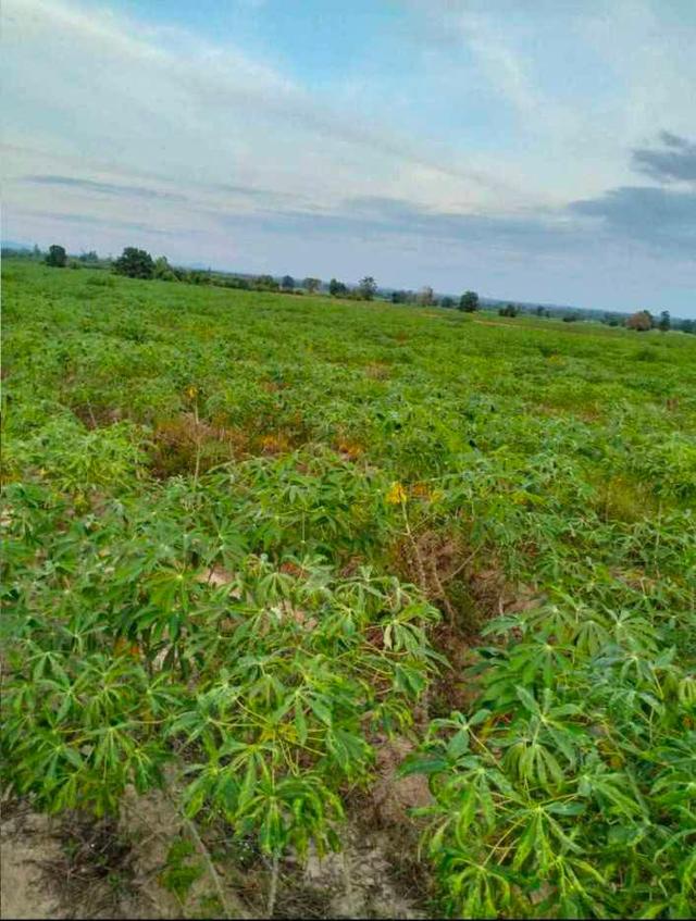 ขายที่ดิน 89 ไร่ ไร่ละ 170,000 6