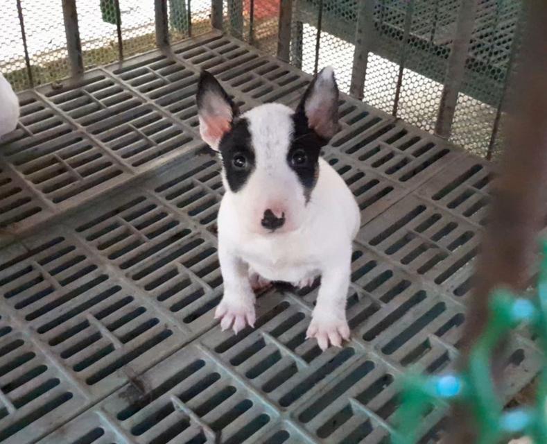 บลูเทอเรีย Bullterrier std 6