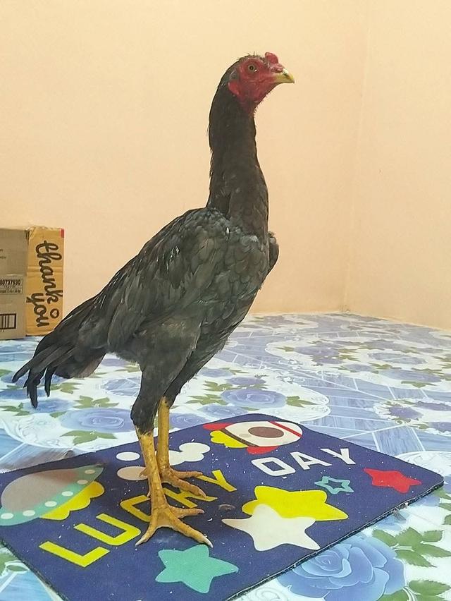 ไก่เชิงก๋อยทุบหลังไก่ 3 เดือน 3