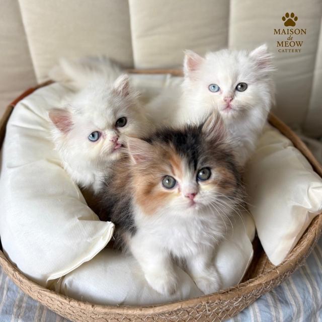 เปอร์เซียแท้ พร้อมย้าย 14/9