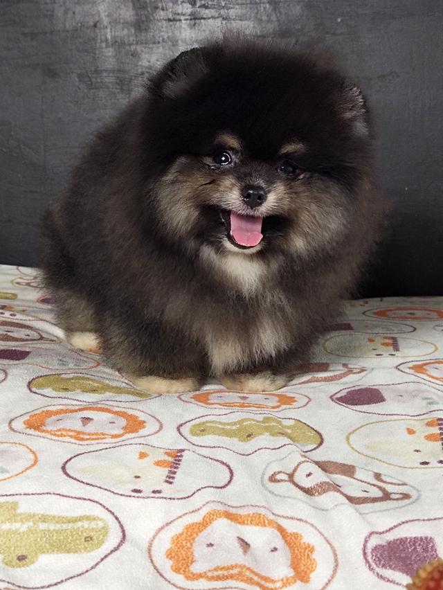 ปอมผู้