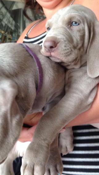 Weimaraner Puppies For Adoption