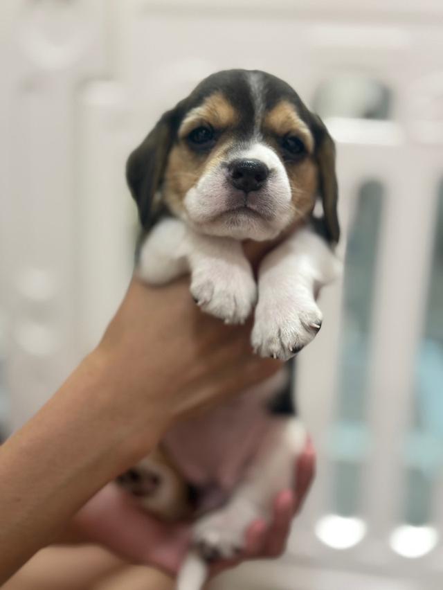 บีเกิ้ล (Beagle) 💯 11