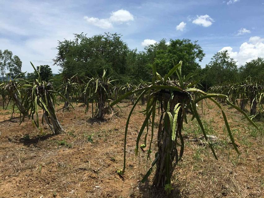 ขายที่ดิน ขายดินเมืองเพชรบุรณ์ ขายที่ดินอำเภอเมือง 5
