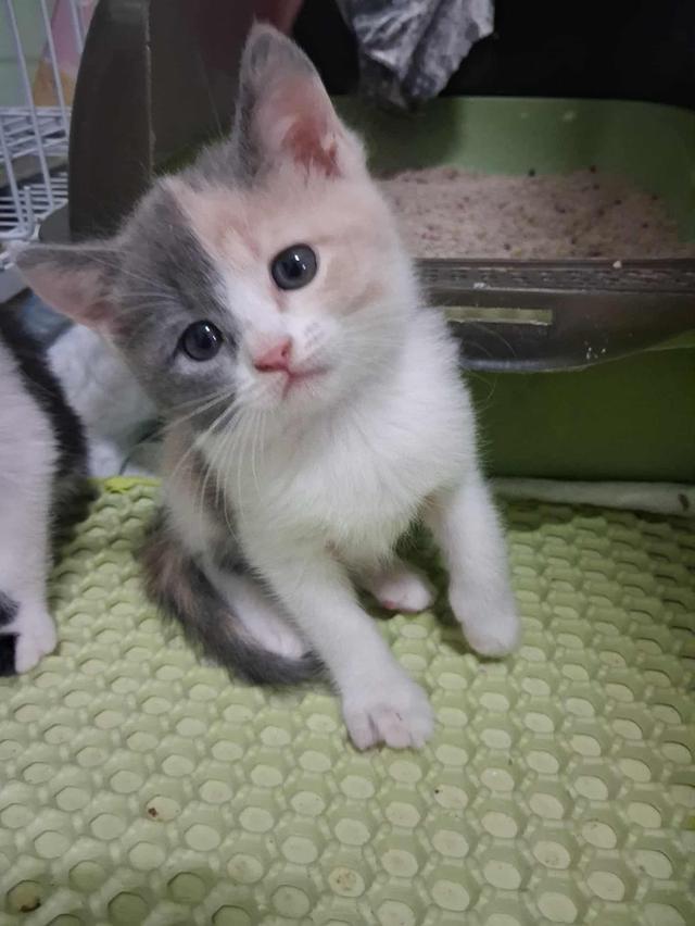 ลูกแมวบริติช 2