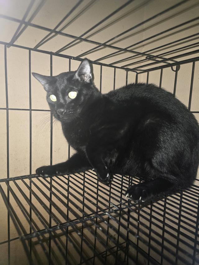 แมวโกญจา 8