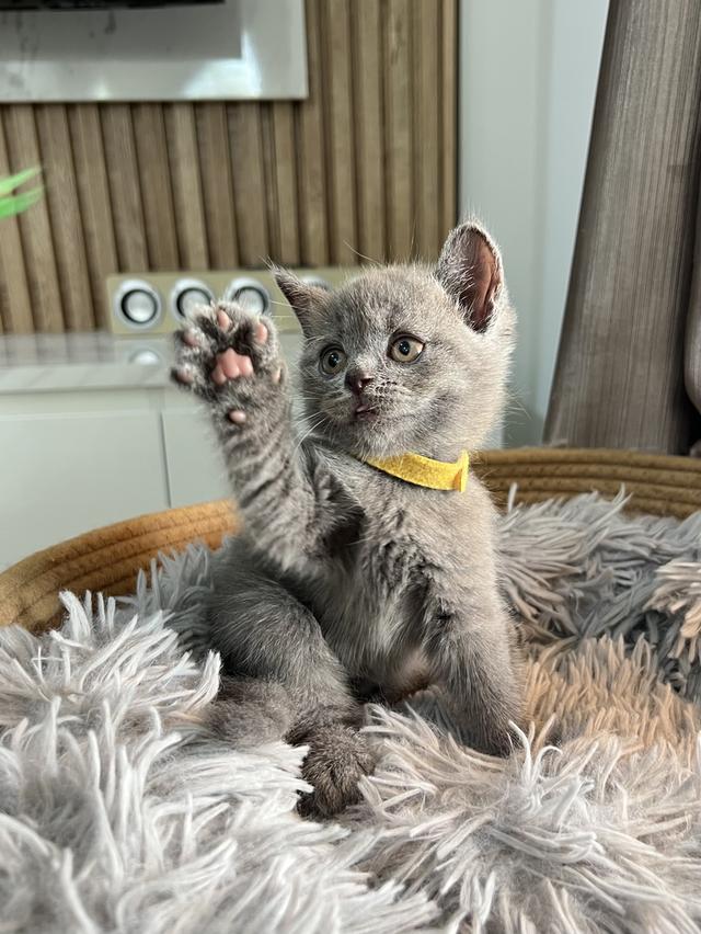 ลูกแมว บริติช ช็อตแฮร์ ใบเพ็ดนอกWCF(British Shorthair)
