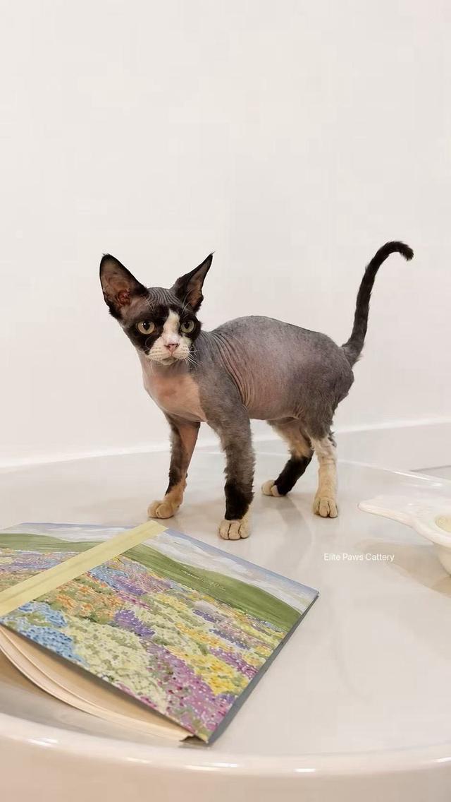 แมว Devon Rex เพศผู้