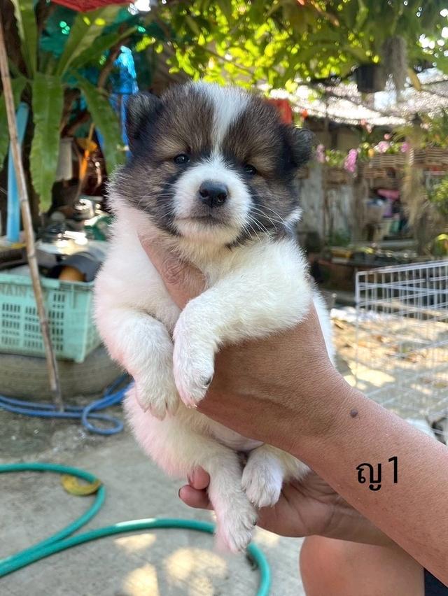 ลูกสนุัข พันธุ์บางแก้ว 14