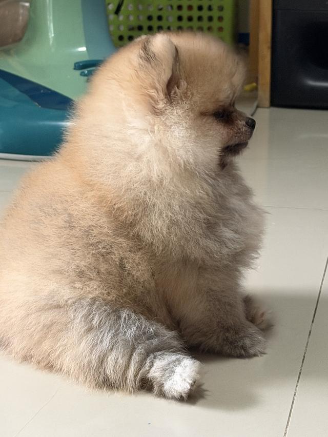 สุนัขอายุ3เดือนเพศผู้