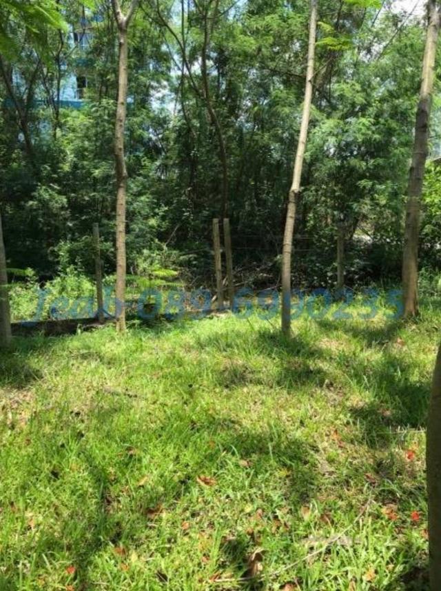 ที่ดินสวย ขายพร้อมสิ่งปลูกสร้าง คลองหลวง ปทุมธานี 2