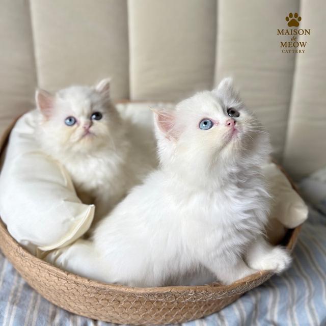 เปอร์เซียแท้ พร้อมย้าย 14/9