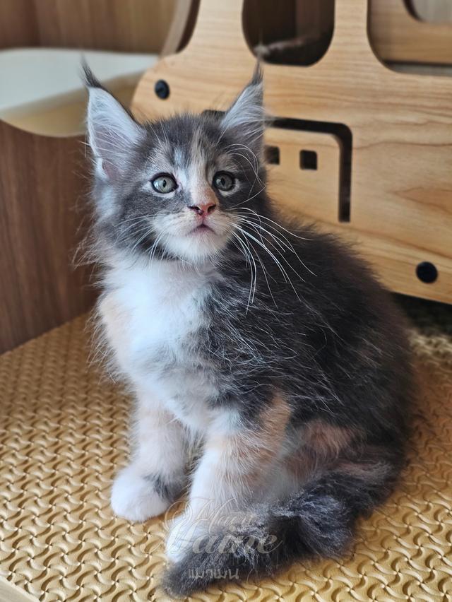ลูกแมว เพศเมีย สายพันธ์แท้