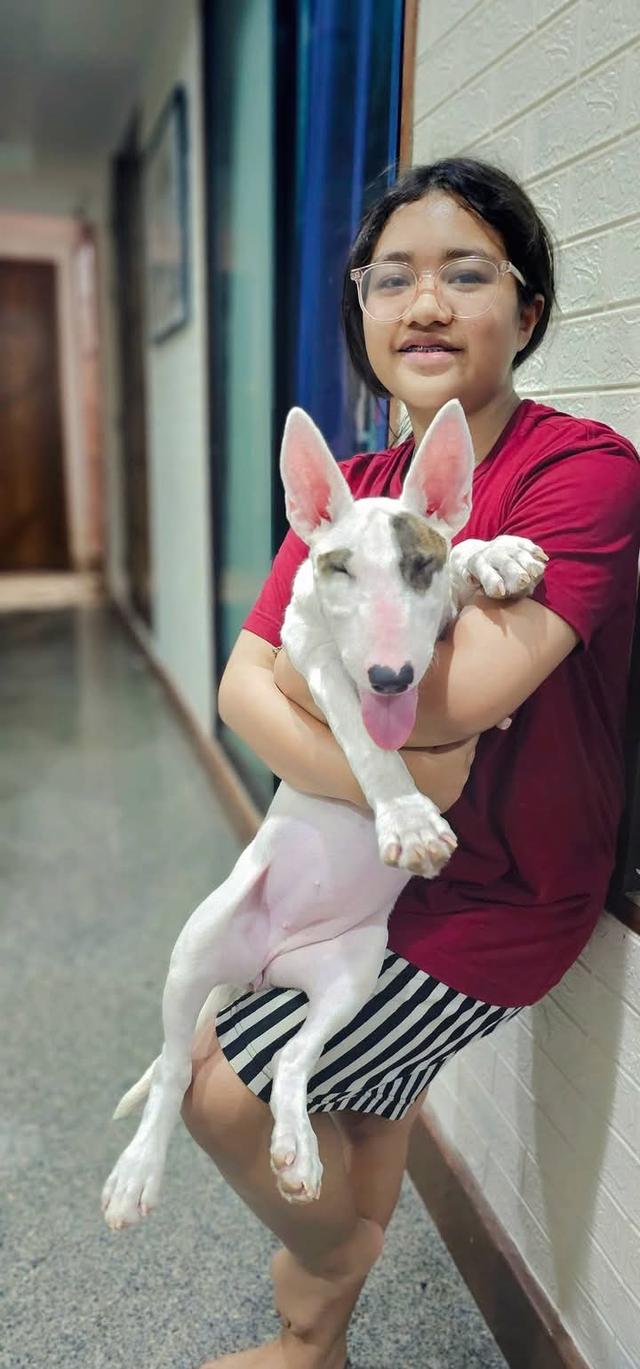 ขาย Bull Terrier วัย 4 เดือน 3