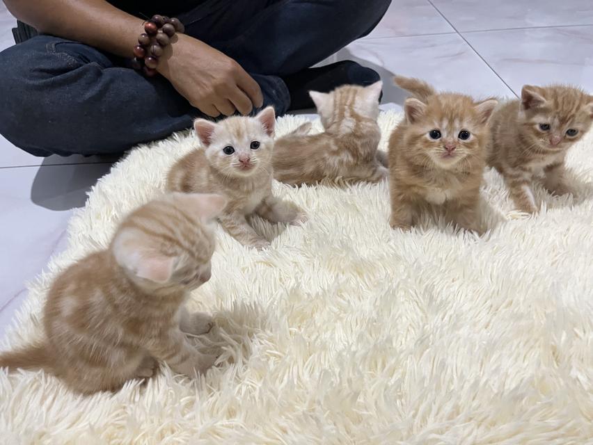 แมว อเมริกันช็อตแฮร์สีส้ม