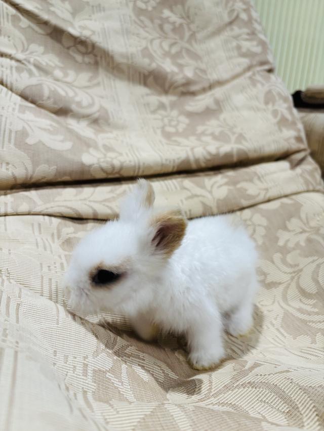Teddy Bear Rabbit 10