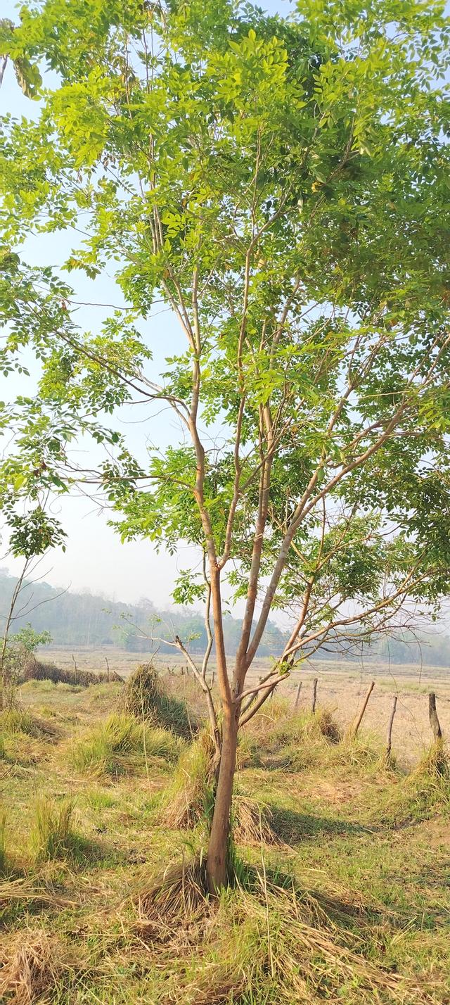 ที่โฉนดวิวเขา ห่าง อบต 1กิโล ที่หน้ากว้างติดถนน80เมตรวิวสวยมากใกล้ชุมชน 12