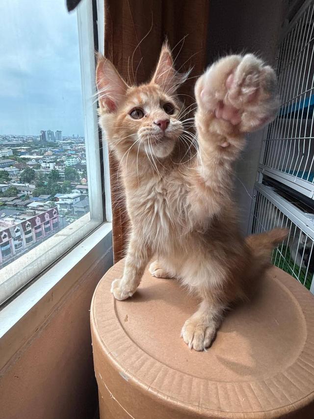 Maine Coon kittens 😸❤️💕😍🐱