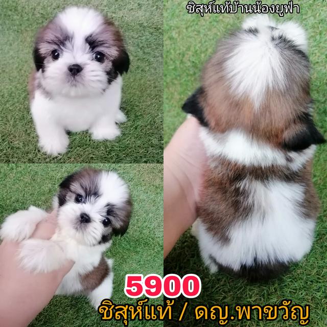 ชิสุห์เเท้ ฟอร์มดี เกรดสวย