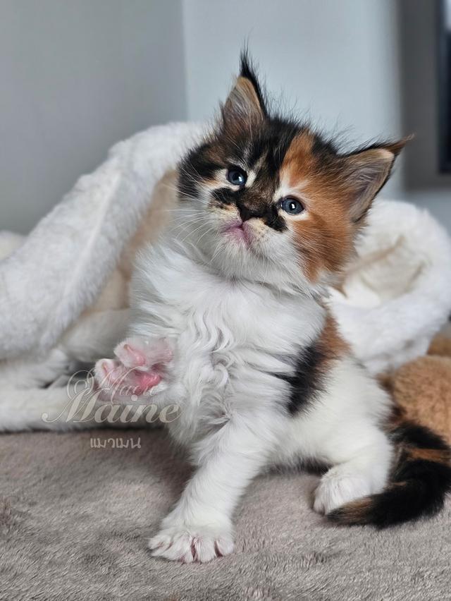 ลูกแมวเมนคูนแท้ เพศเมีย