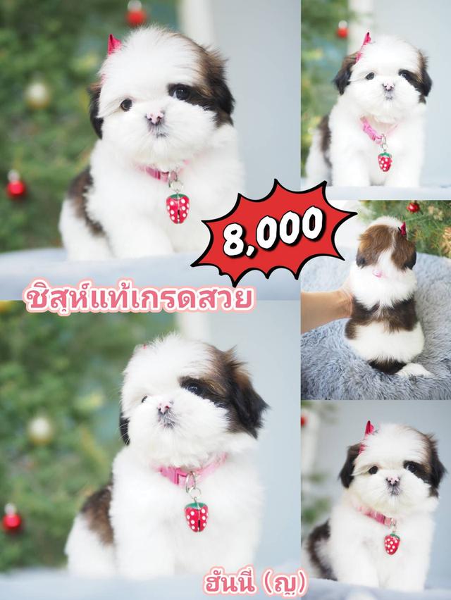 สัตว์เลี้ยง ชิสุ สุนัข