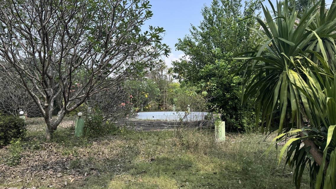 ขายที่สวน11 ไร่ พร้อมบ้าน2 หลัง มีรั้วล้อมรอบ ประตูรีโมท และรั้วล้อมสวน4ด้าน พร้อมต้นประดู่ ต้นกล้วย มะม่วง กระท้อน มะนาว มะกรูด 8