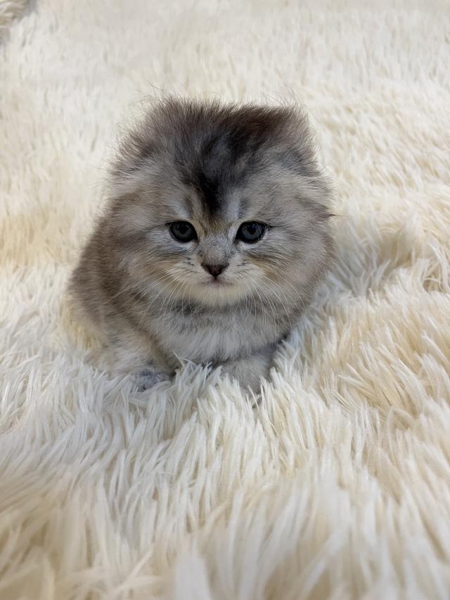 แมว สก๊อตติชแท้หูพับ ดญ 😁🔥🔥🔥🔥 7