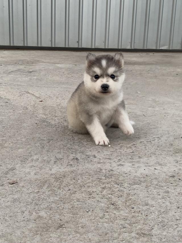 ไซบีเรียน เพศเมีย อายุ35วัน รูปที่ 3